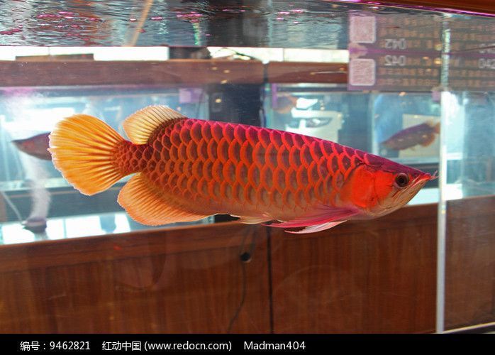 龍魚編號（龍魚品種及其對應的龍魚品種及其對應的編號方法及養殖要求）