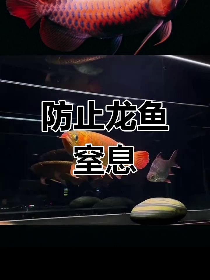 如何預(yù)防龍魚鰓蓋再次破損？