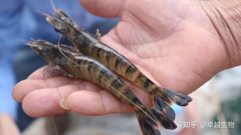 如何預(yù)防龍魚鰓蓋再次破損？