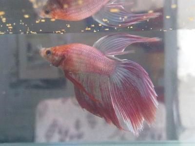 火焰變色龍魚能和什么魚混養：火焰變色龍魚能和其他魚類混養嗎