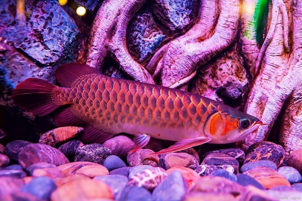 龍魚下嘴唇爛了怎么辦