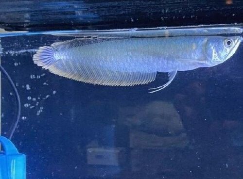 銀龍魚認主需要多長時間？