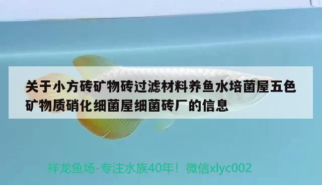 龍魚活化菌：龍魚活化菌使用誤區硝化細菌培養的最佳環境培養的最佳環境