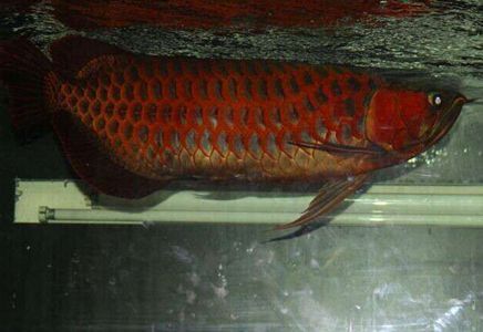 紅龍魚拍賣：關于紅龍魚拍賣的信息