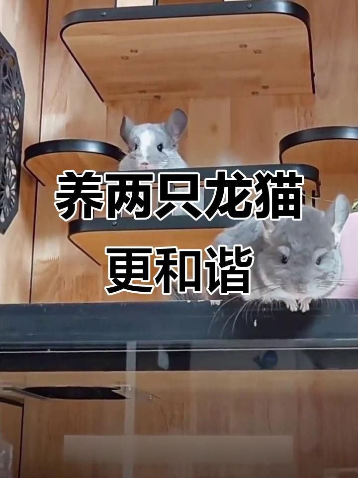 龍貓的最佳伴侶是什么