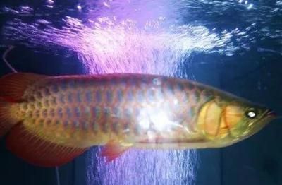 龍魚眼睛白膜去除方法：龍魚眼睛出現白膜怎么辦