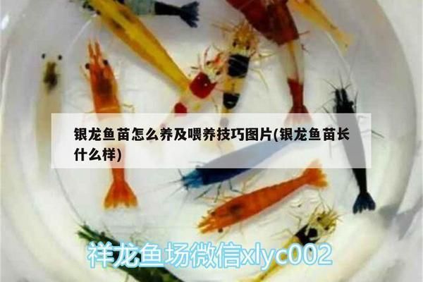 銀龍魚苗喂食后多久換水合適：銀龍魚苗喂食后多久換水合適并沒有一個固定時間