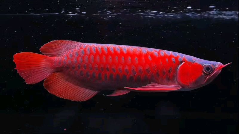 大紅龍魚圖片大全高清視頻播放