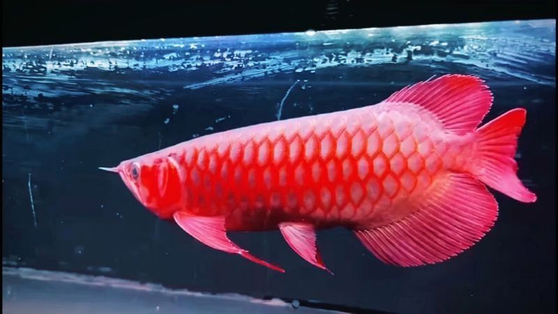 大紅龍魚圖片大全高清視頻播放