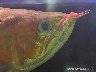 龍魚一般可以頂多久不吃東西：如何判斷龍魚不吃東西的生存期限