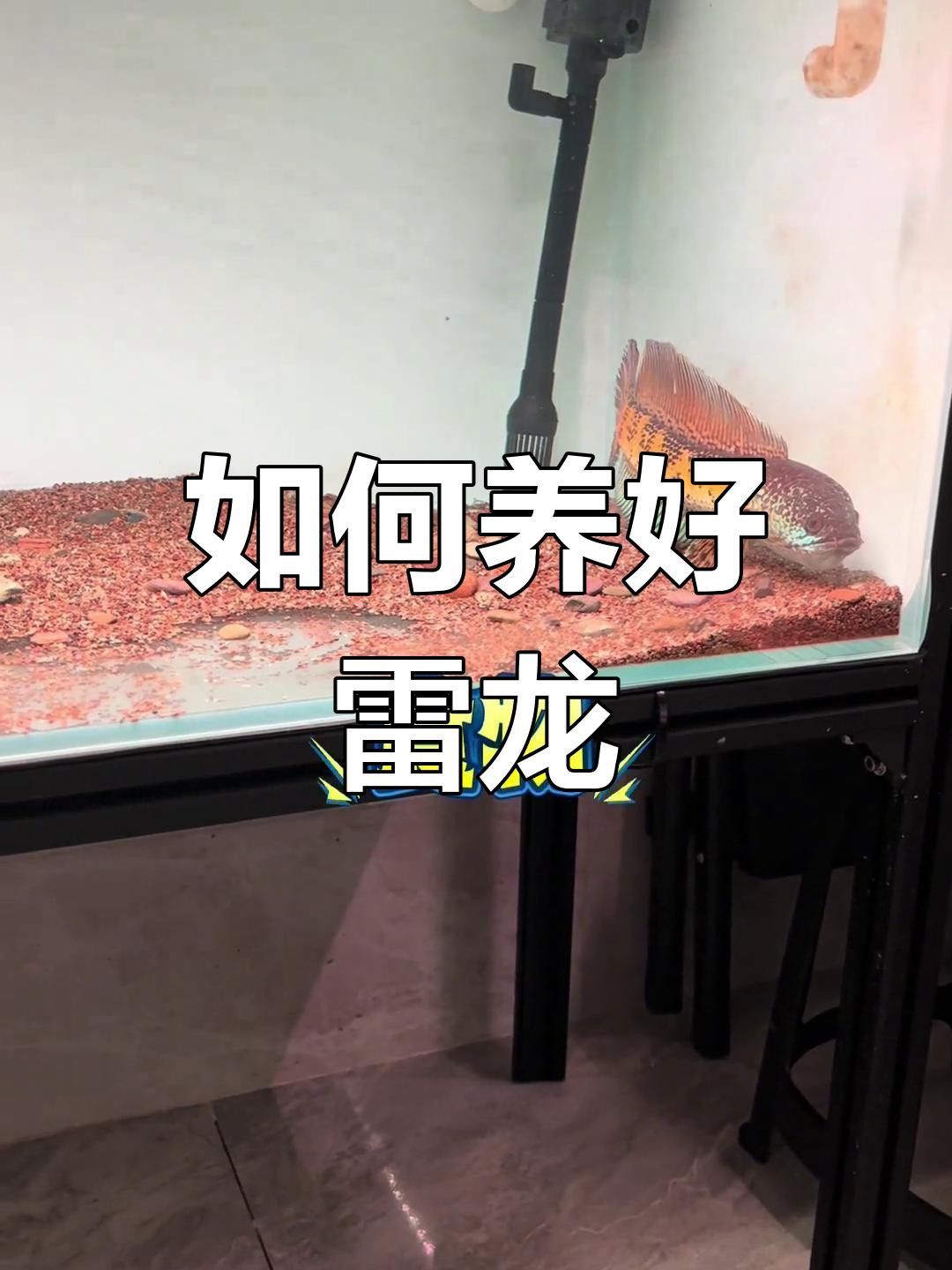 如何飼養雷龍魚？