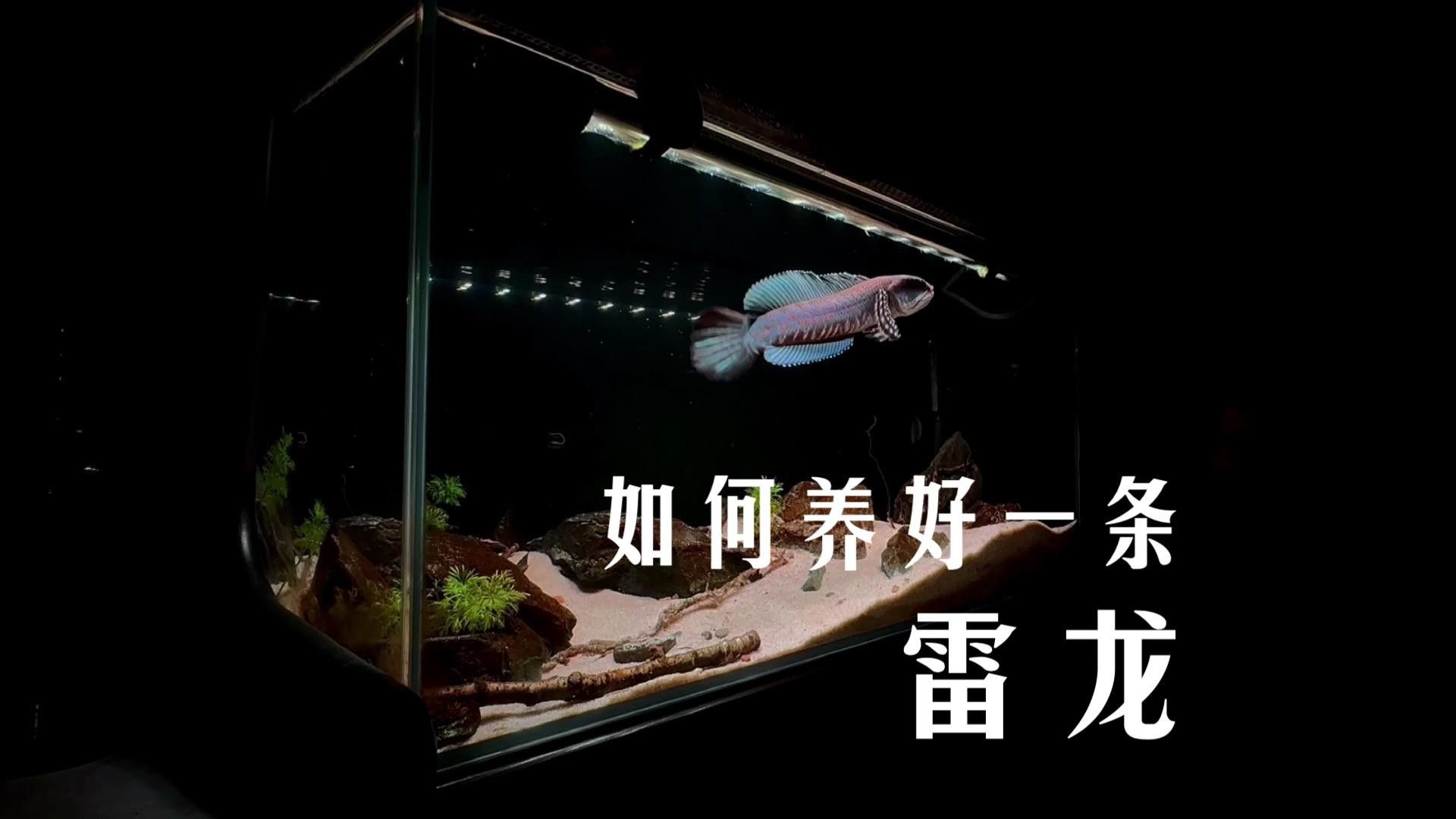 如何飼養雷龍魚？