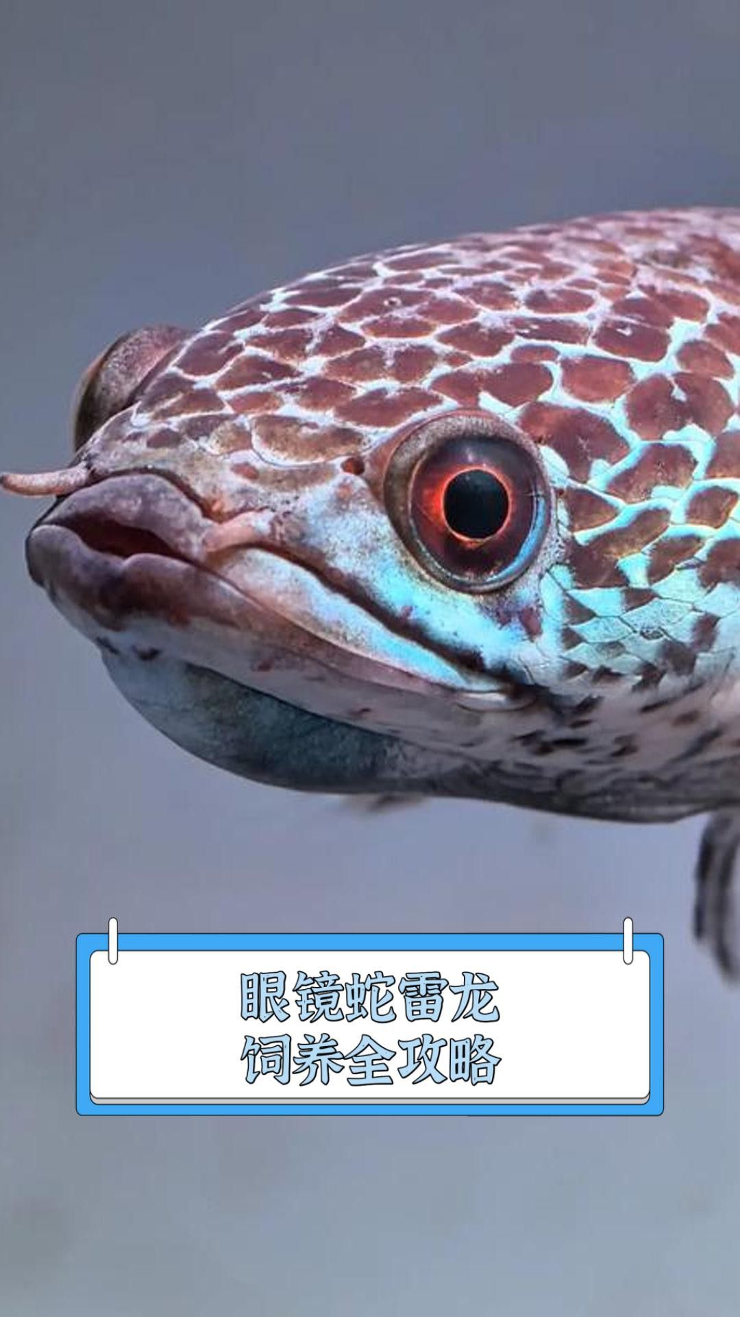 如何飼養雷龍魚？
