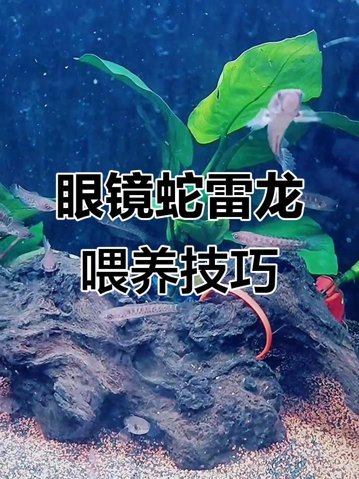 如何飼養雷龍魚？