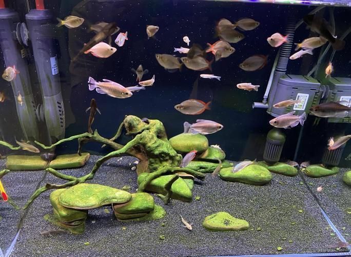 如何判斷龍魚內臟是否恢復？