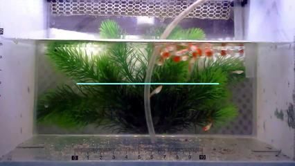 如何判斷龍魚內臟是否恢復？