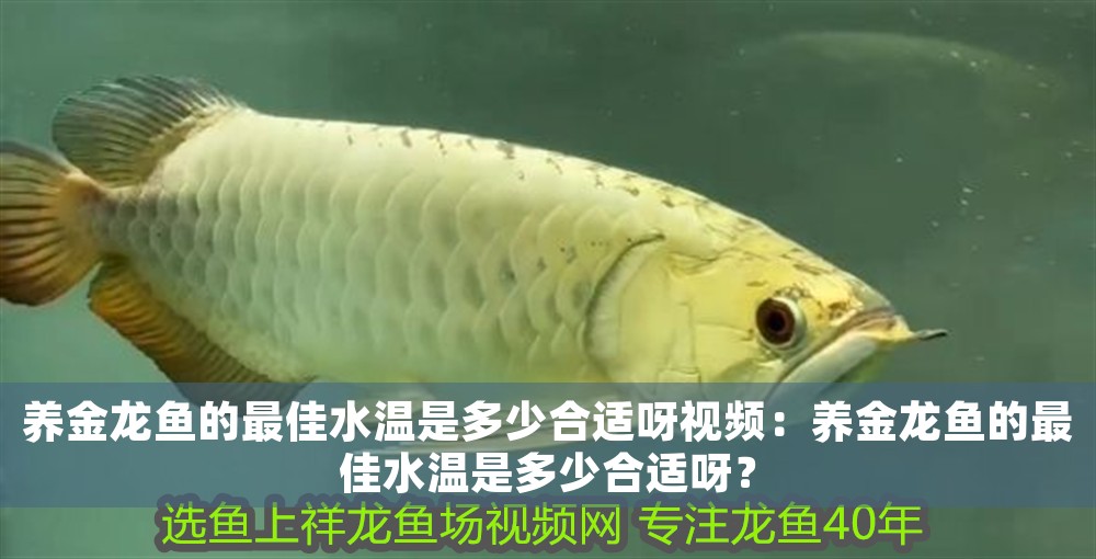 養(yǎng)金龍魚的最佳水溫是多少合適呀視頻：養(yǎng)金龍魚的最佳水溫是多少合適呀？