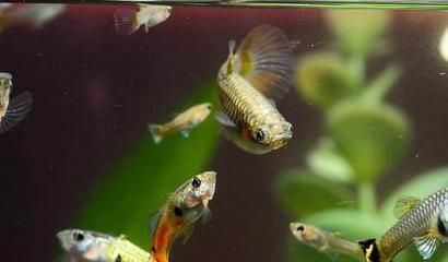 孔雀龍魚水質(zhì)管理技巧：孔雀魚水質(zhì)管理技巧
