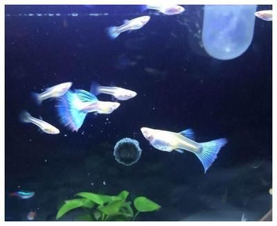孔雀龍魚水質(zhì)管理技巧：孔雀魚水質(zhì)管理技巧