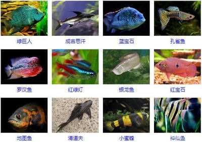 孔雀龍魚水質(zhì)管理技巧：孔雀魚水質(zhì)管理技巧