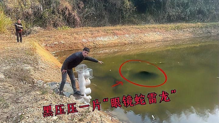 中型雷龍魚有哪些品種？