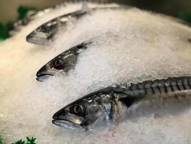 雪龍魚是什么魚做的菜圖片