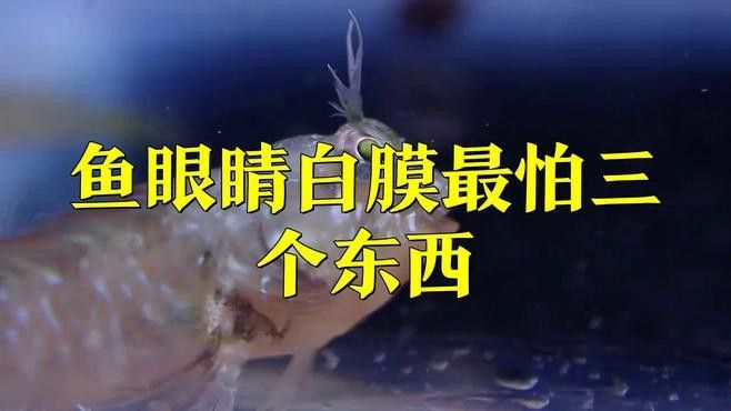 龍魚白膜病如何預防？