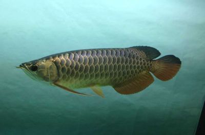 裴翠綠過背金龍魚要配什么顏色的燈光好（“裴翠綠過背金龍魚要配什么顏色的燈光好”的答案）