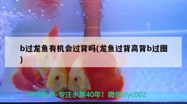 龍魚過背和高背哪個好：過背金龍魚和高背金龍魚的區別