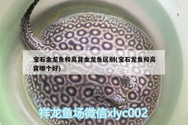 龍魚過背和高背哪個好：過背金龍魚和高背金龍魚的區別