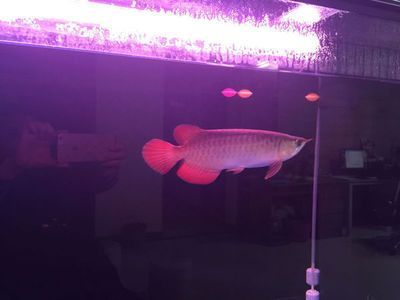 紅龍魚最長能長多長（最大的紅龍魚有多大）