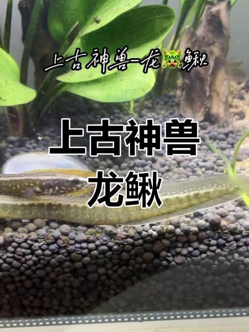 給我一張龍鰍魚品種的圖片