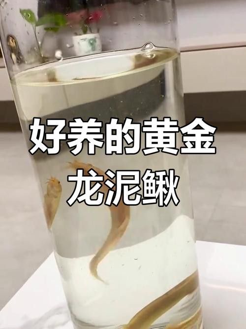 給我一張龍鰍魚品種的圖片