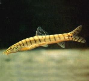 給我一張龍鰍魚品種的圖片