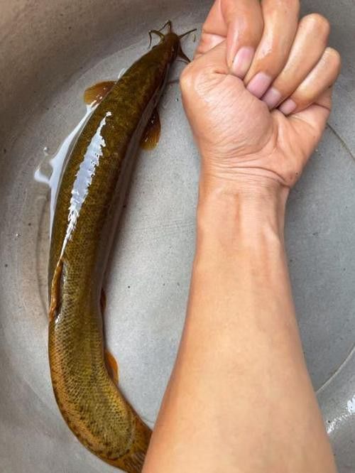 給我一張龍鰍魚品種的圖片