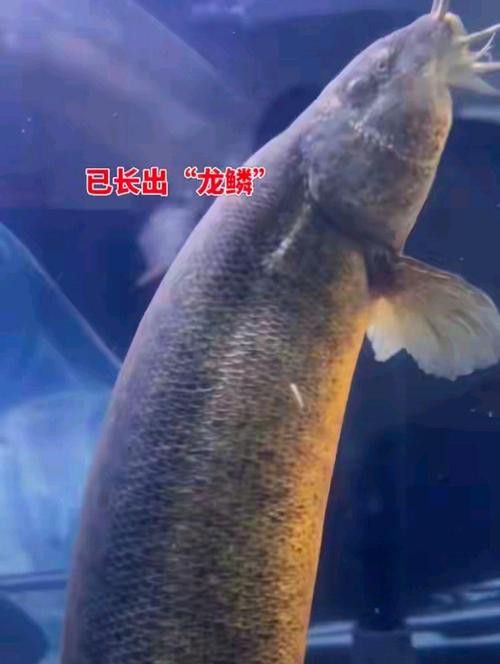 給我一張龍鰍魚品種的圖片