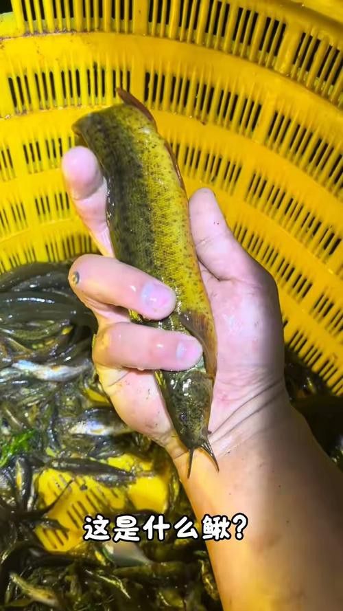 給我一張龍鰍魚品種的圖片