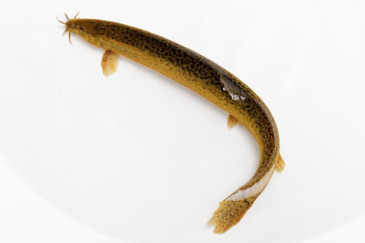 給我一張龍鰍魚品種的圖片