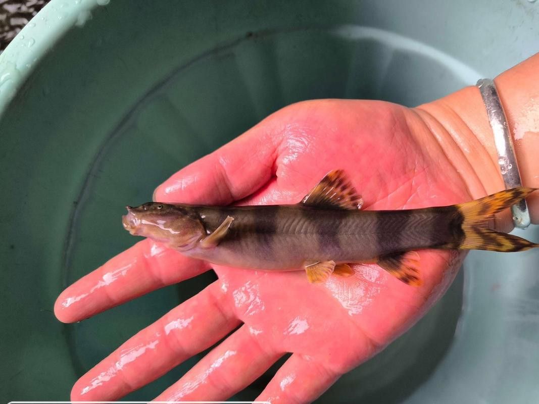 給我一張龍鰍魚品種的圖片