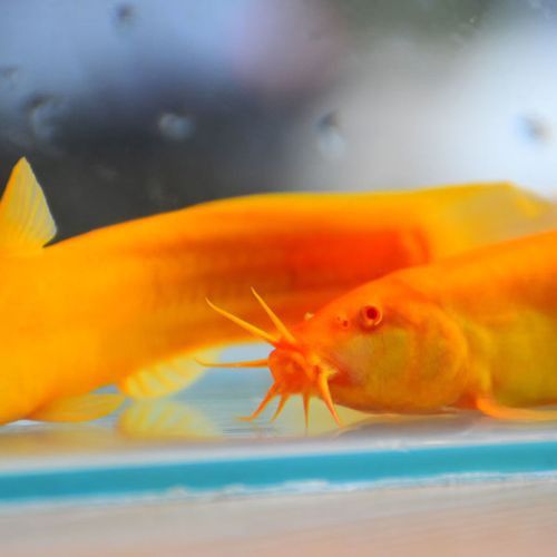 給我一張龍鰍魚品種的圖片