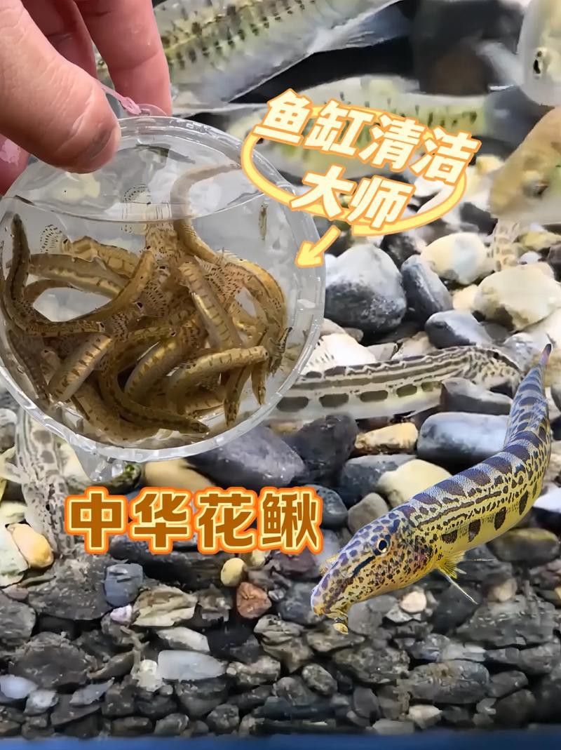 給我一張龍鰍魚品種的圖片