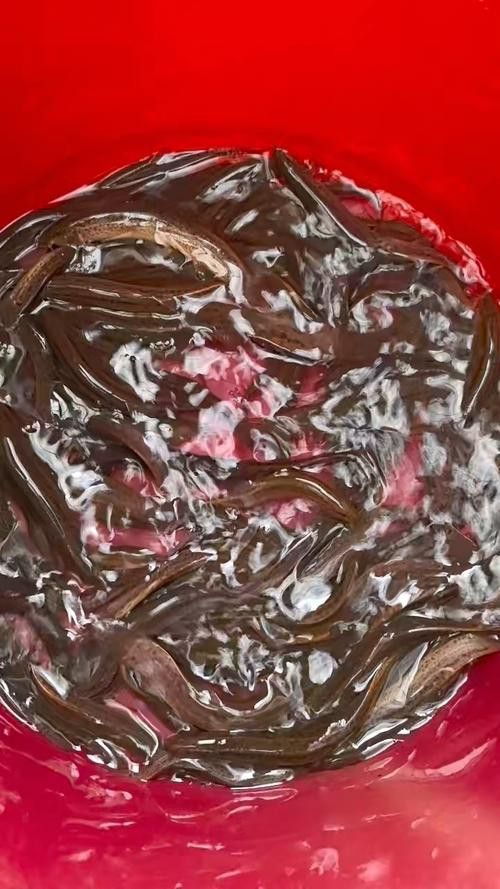 給我一張龍鰍魚品種的圖片