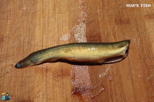 給我一張龍鰍魚品種的圖片
