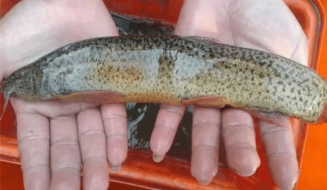 給我一張龍鰍魚品種的圖片