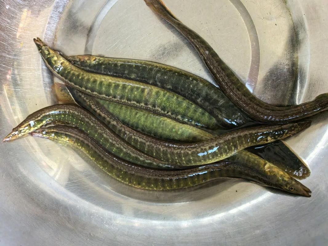 給我一張龍鰍魚品種的圖片