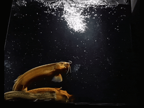 給我一張龍鰍魚品種的圖片