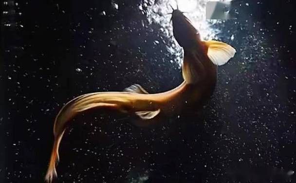 給我一張龍鰍魚品種的圖片