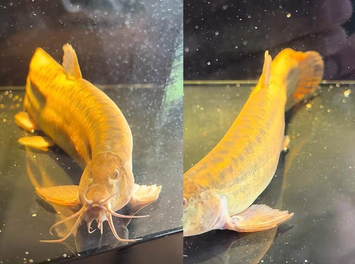 給我一張龍鰍魚品種的圖片