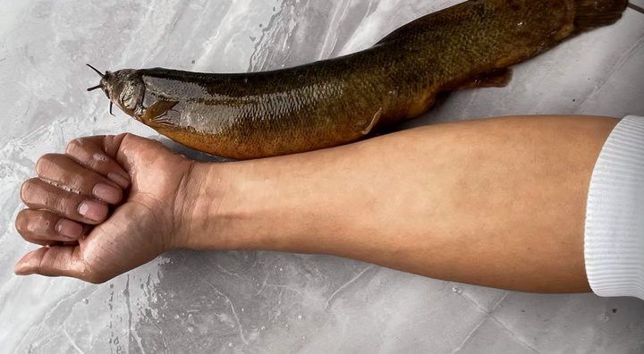 給我一張龍鰍魚品種的圖片