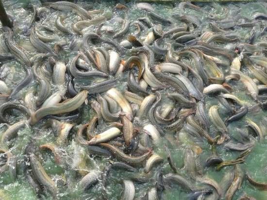 給我一張龍鰍魚品種的圖片